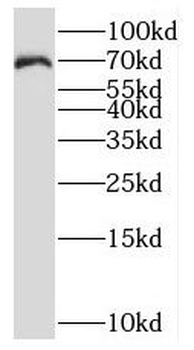 SHC1 Rabbit Polyclonal Antibody