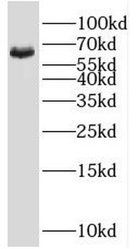 SHC3 Antibody