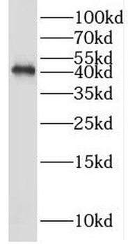 SHD Antibody