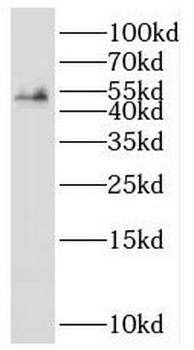 SHF Rabbit Polyclonal Antibody