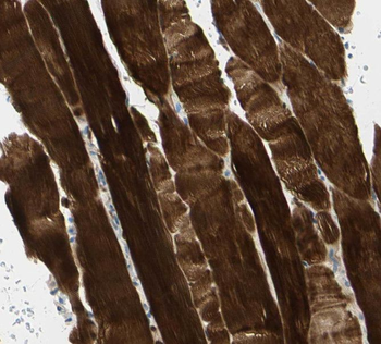 SHF Rabbit Polyclonal Antibody