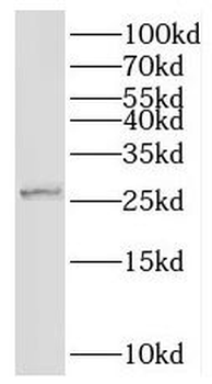 SHISA4 Antibody