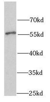 SHMT2 Antibody