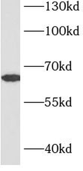 PTPN6 Rabbit Polyclonal Antibody