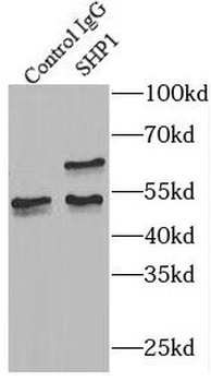 PTPN6 Rabbit Polyclonal Antibody