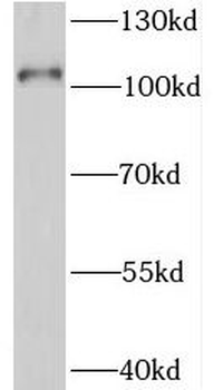 SIDT1 Antibody