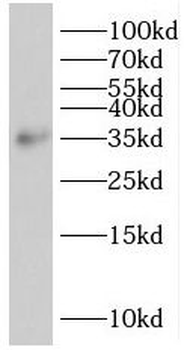 SIRT4 Antibody