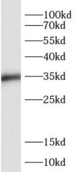 SIX1 Antibody