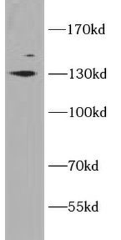 SLC12A4 Antibody