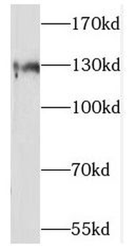 SLC13A4 Antibody