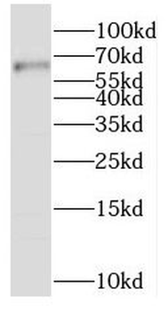 SLC19A3 Antibody