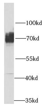 SLC1A4 Antibody