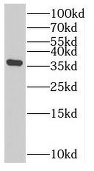 SLC25A33 Antibody