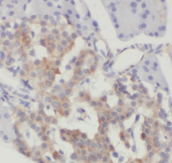 SLC30A8 Specific Rabbit Polyclonal Antibody