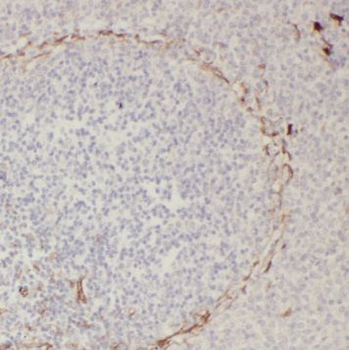SLC35A1 Antibody