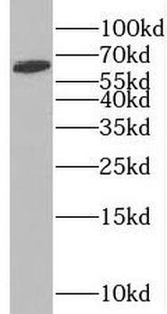 SLC38A1 Antibody