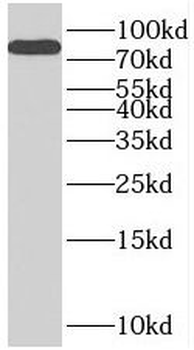 SLC3A1 Antibody