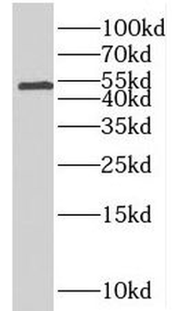 SLC44A1 Antibody
