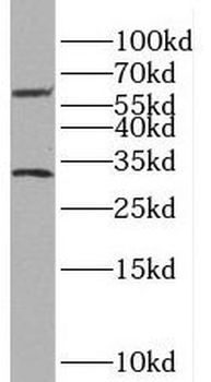 SLC47A1 Antibody