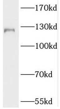 SLC4A4 Antibody
