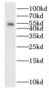 SMAD5 Antibody
