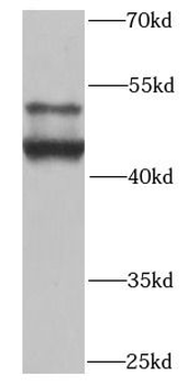 SMAD9 Antibody
