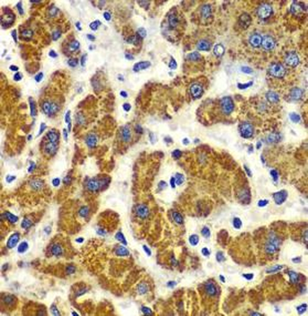 SMAD9 Rabbit Polyclonal Antibody
