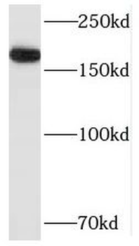 SMARCA5 Antibody