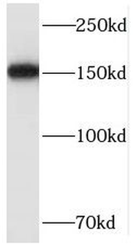 SMC4 Antibody