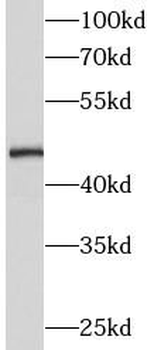 MIEF2 Antibody