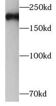MYH11 Antibody
