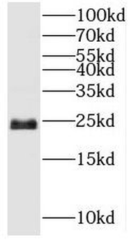 SNAP23 Antibody