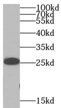 SNAP25 Antibody