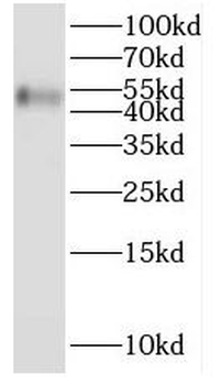 SNIP1 Antibody