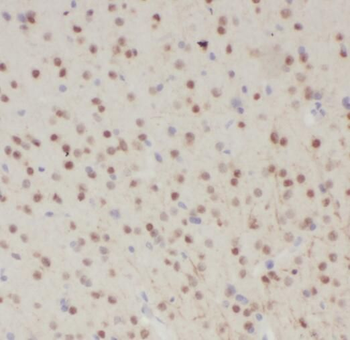 SNRNP48 Rabbit Polyclonal Antibody