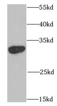 SNRPA Antibody