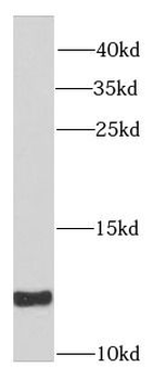 SNRPE Antibody