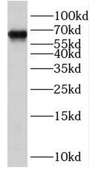 SNW1 Antibody