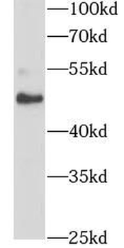 SNX17 Antibody