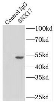 SNX17 Rabbit Polyclonal Antibody