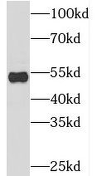 SNX27 Antibody