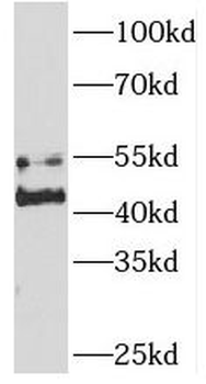 SNX7 Antibody