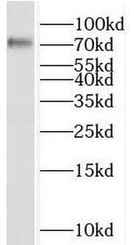 SORCS1 Antibody