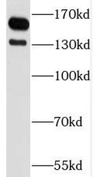 SPAG5 Antibody