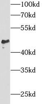 SPAM1 Antibody