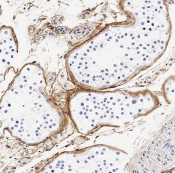 SPATA16 Antibody
