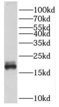 SPATA19 Antibody