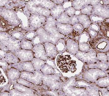 SPATS2L Rabbit Polyclonal Antibody