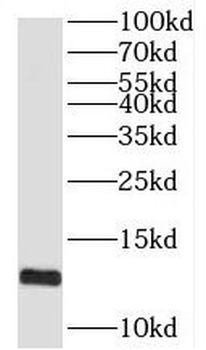 SPCS1 Antibody
