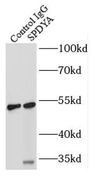 SPDYA Antibody